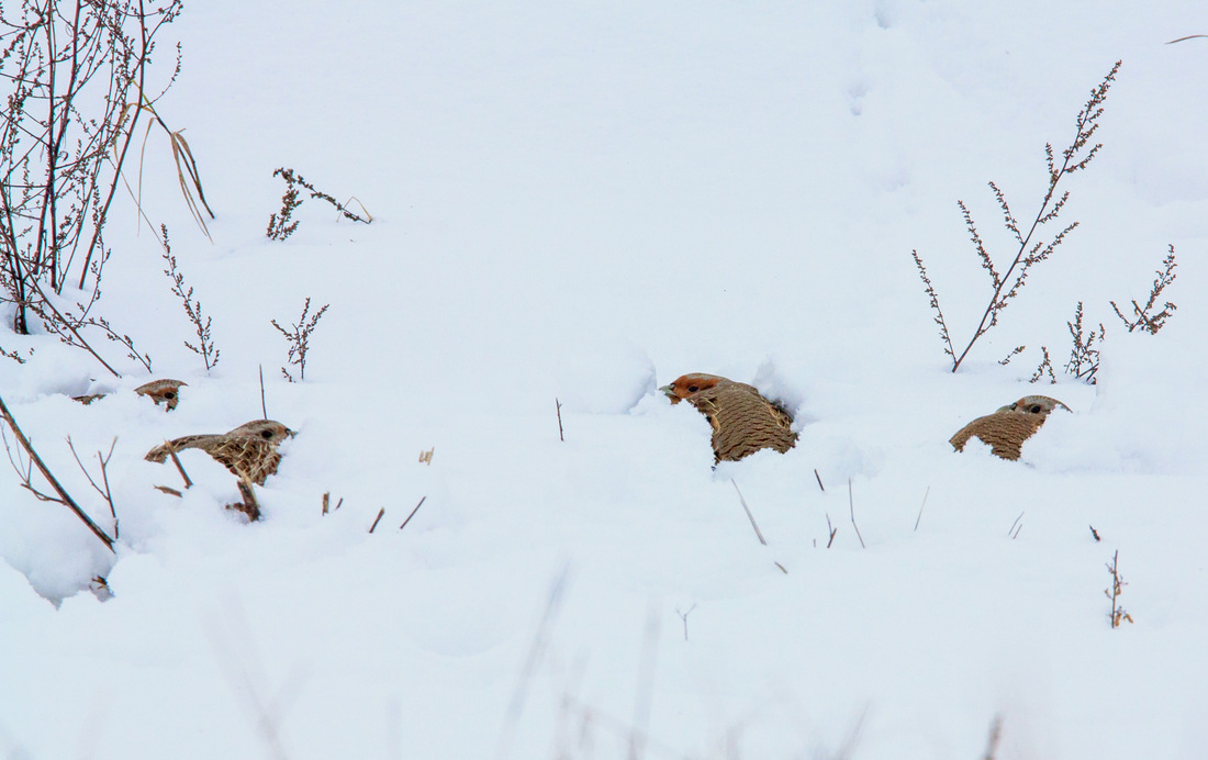 Куропатки в снегу.
