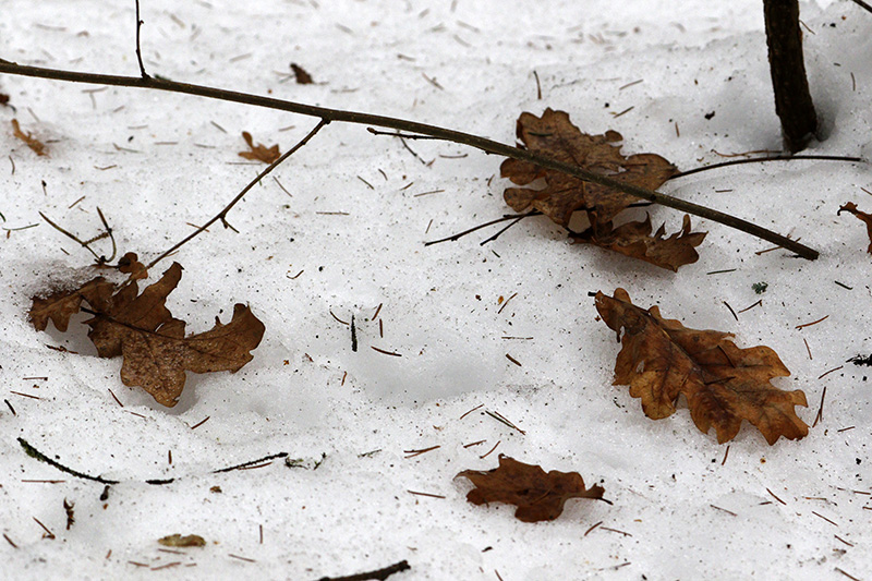 Дубовые листья на снегу