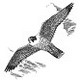 Peregrinus's picture