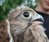 Feather's picture