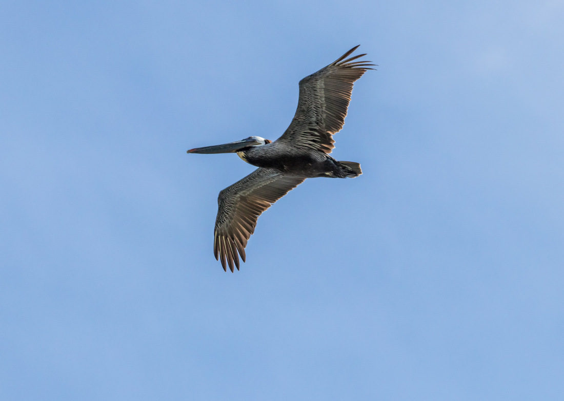 Бурый пеликан в полете.