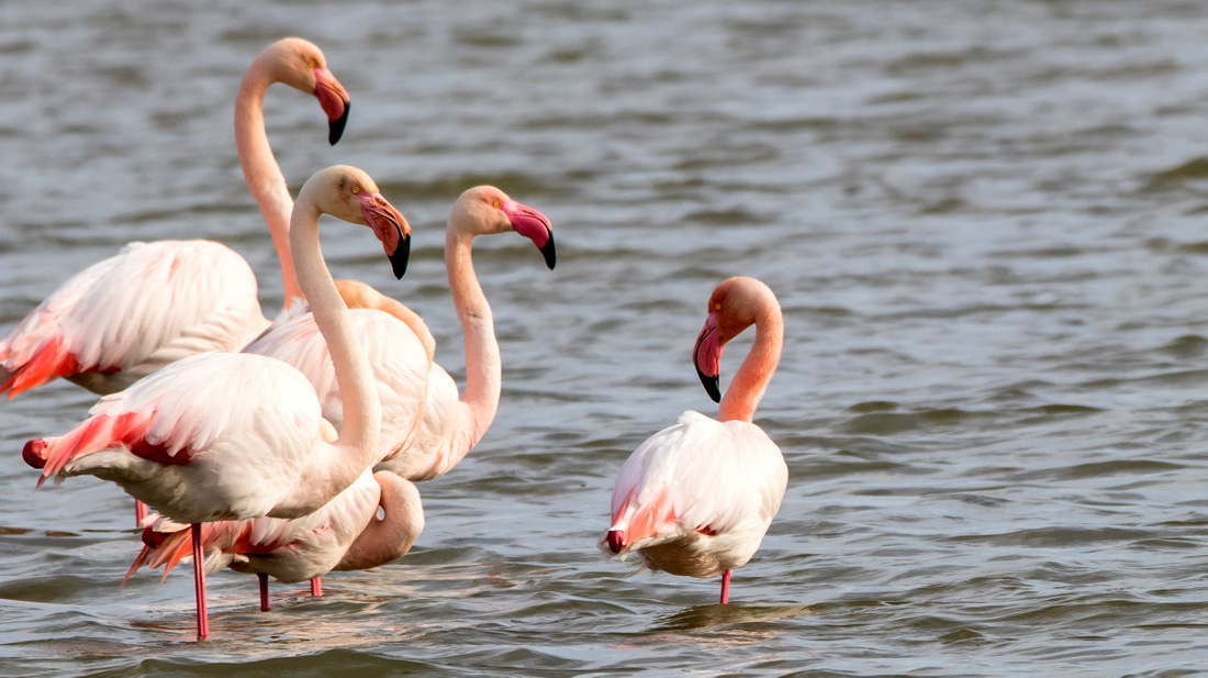 Розовые фламинго.