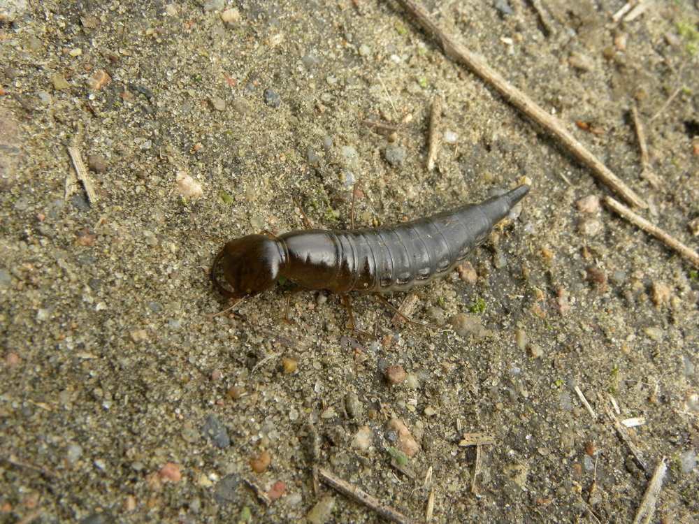 Личинка жука