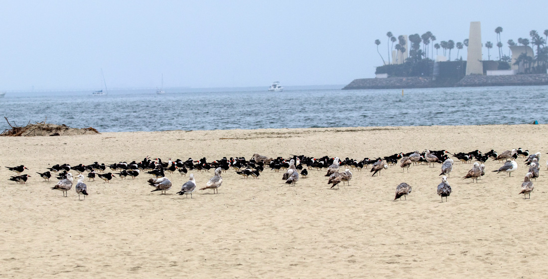 Калифорнийские чайки и черные водорезы.