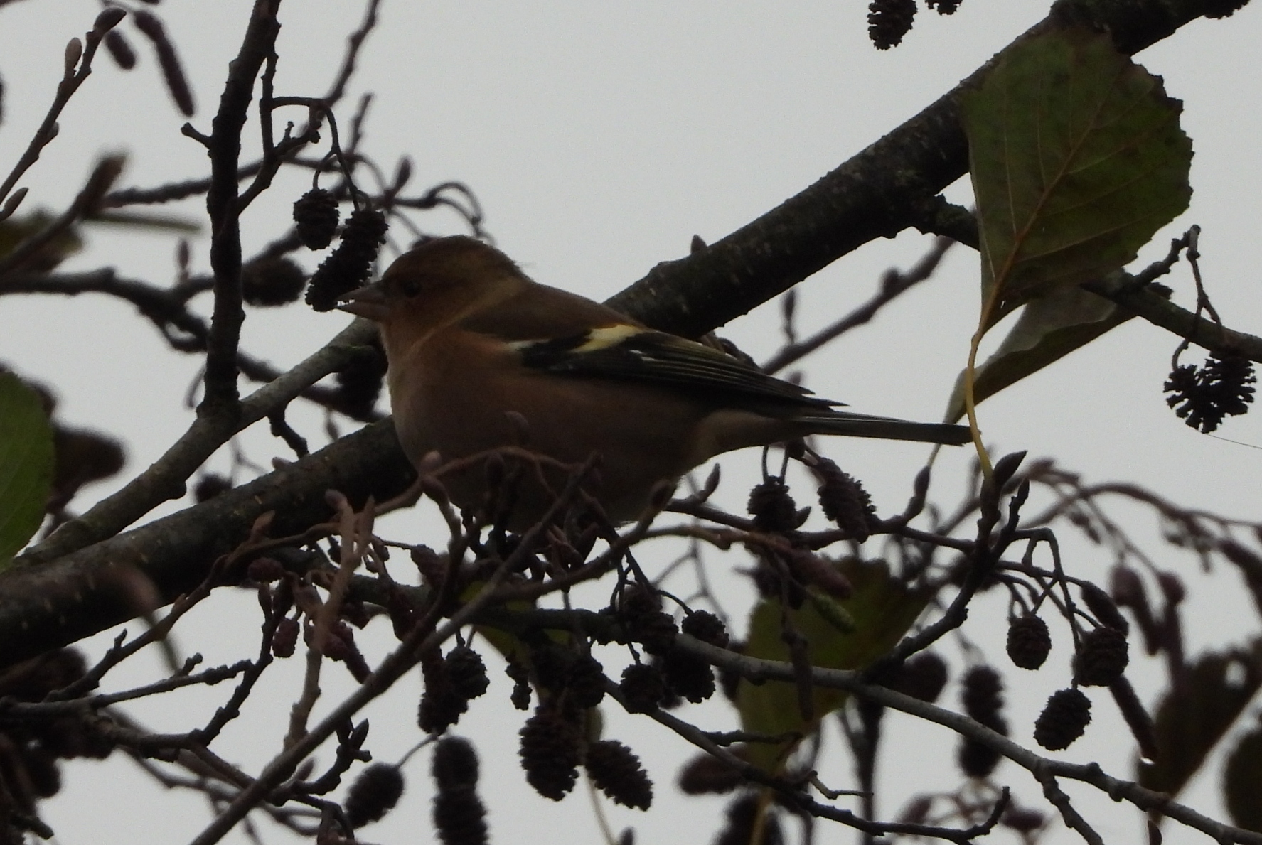 Берасцянка, 9.11.2025, Дзяржынск