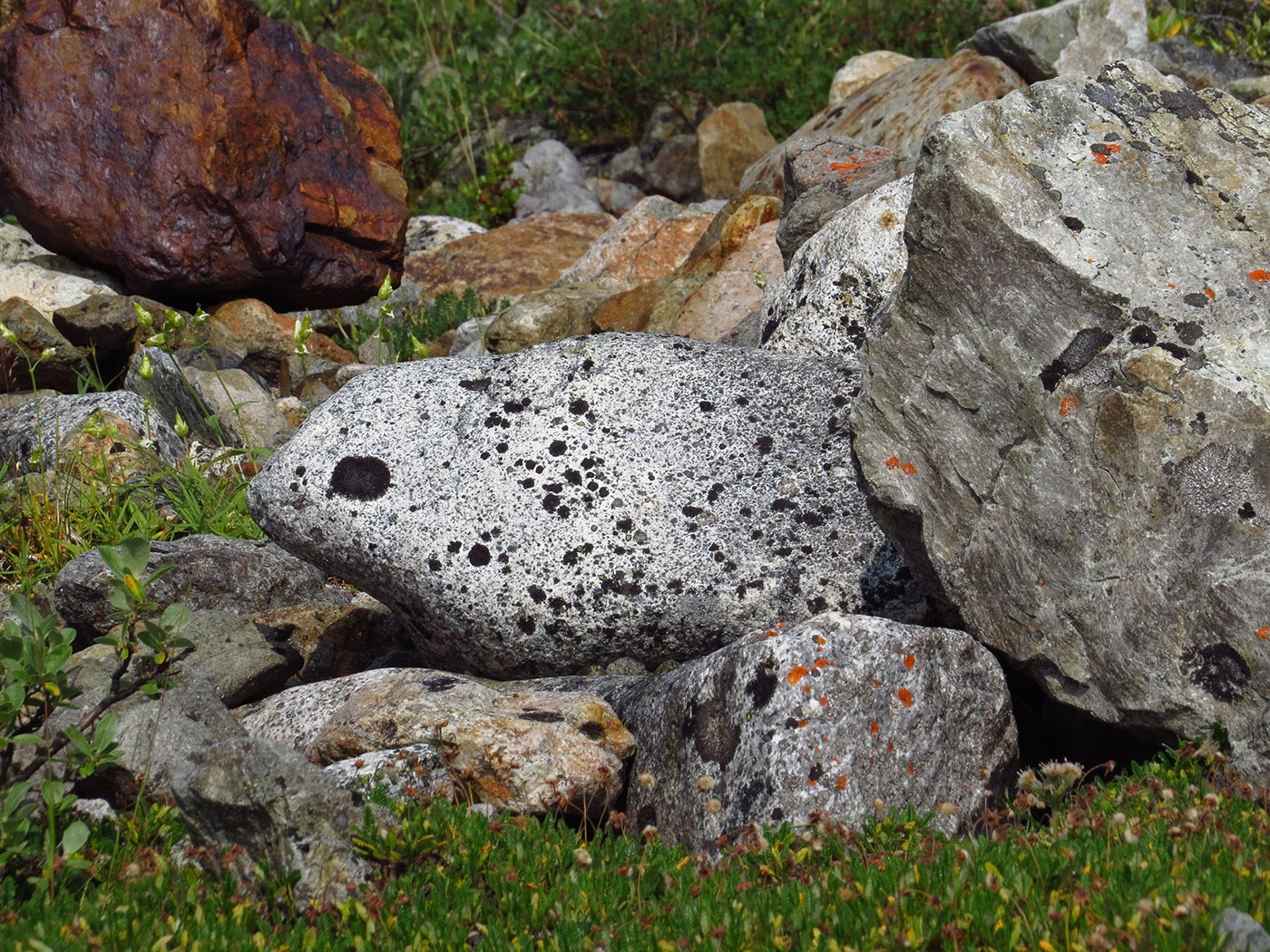 Каменный тюлень