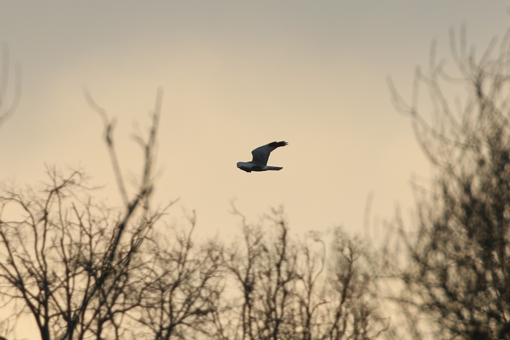 Палявы лунь