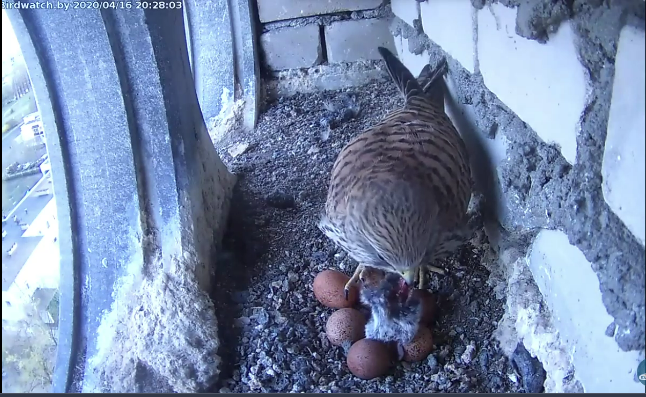Сокол кормит свою кладку яиц