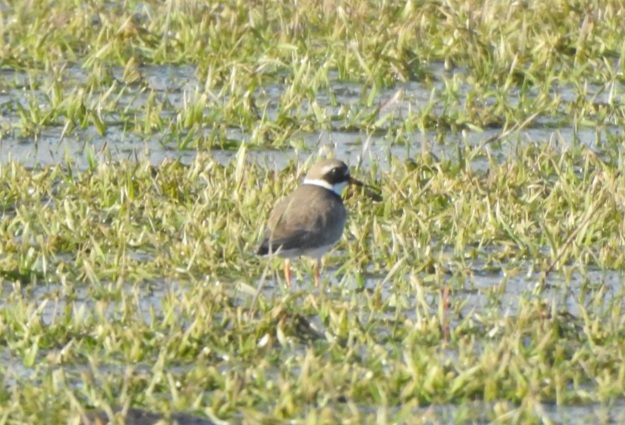 Галстучник