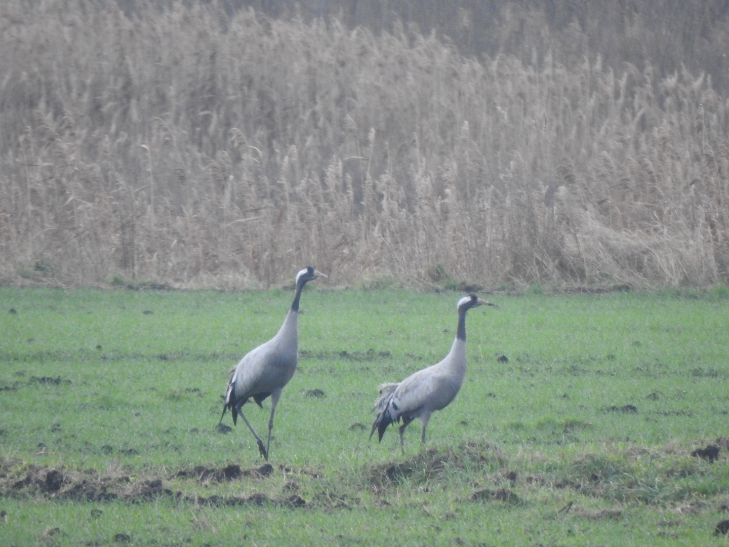 Шэры журавель - 3 ас. 14.12.2025, вак. м-на Бернады, Брэст