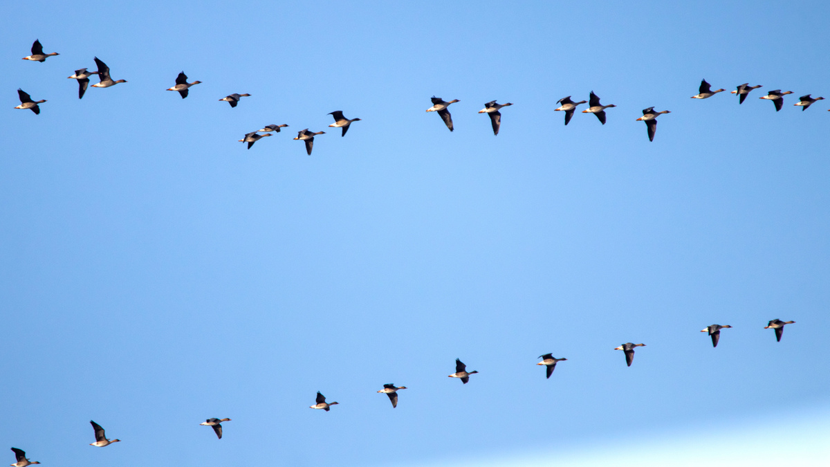 Гуси-гуменники.