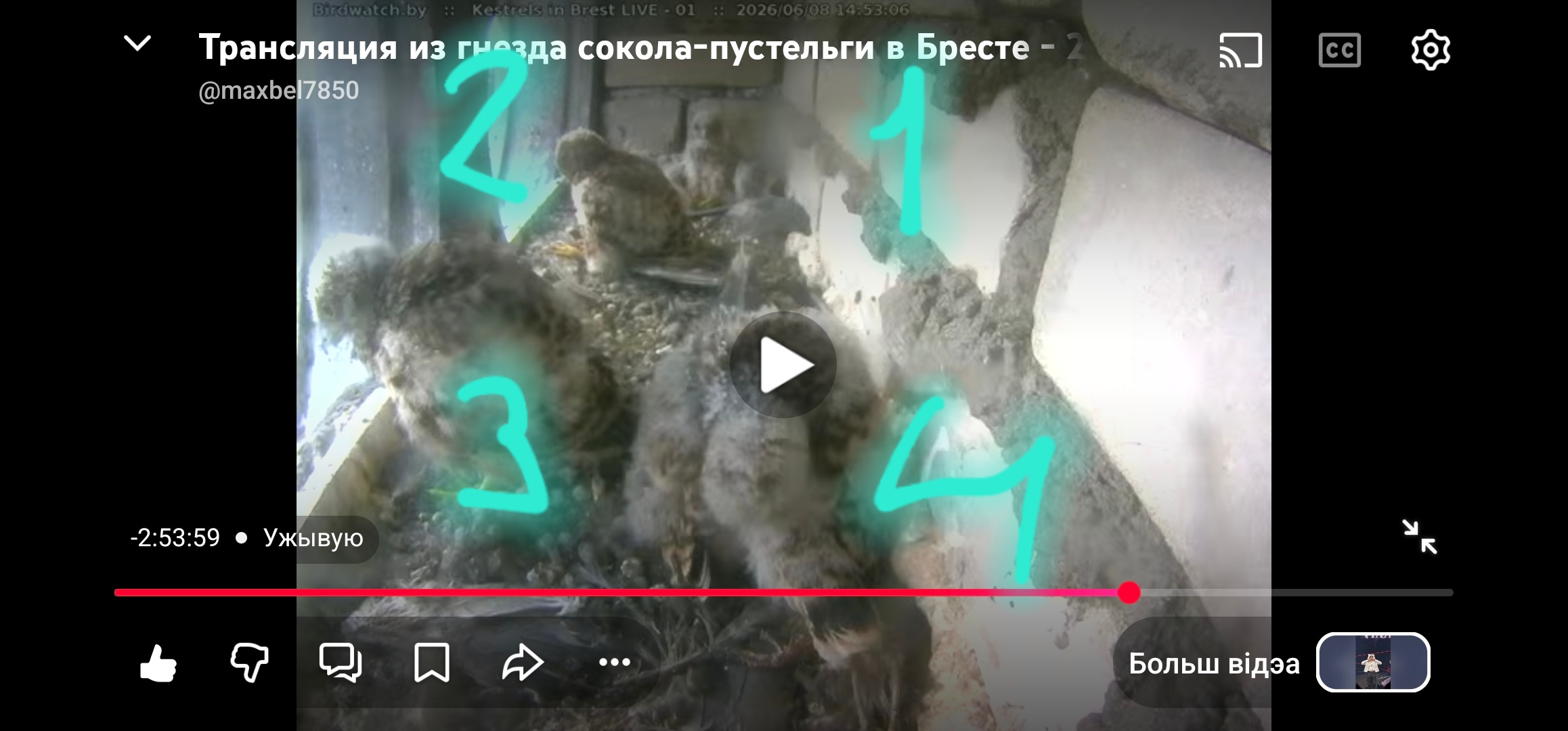 Птушаняты