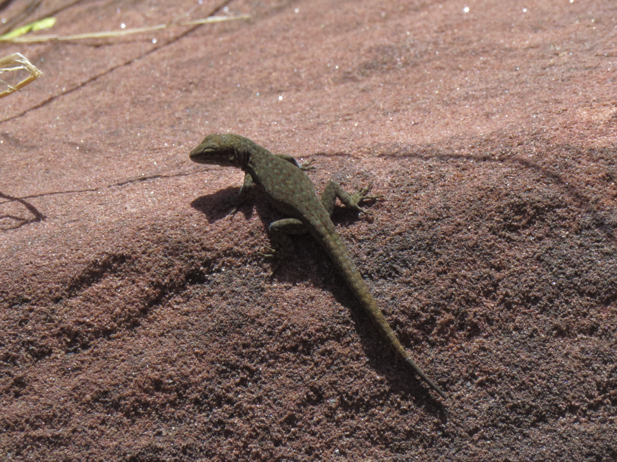 Atlas day gecko