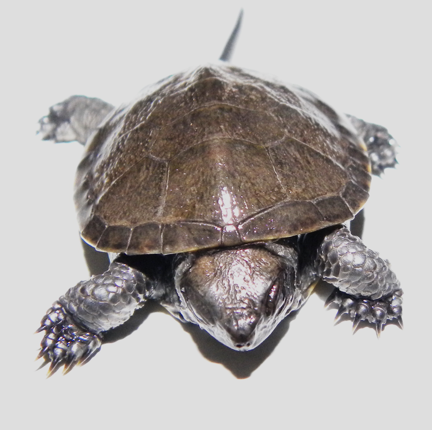 Малыш черепахи. Европейская Болотная черепаха. Европейская Болотная черепаха пол. Пол Болотной черепахи. Болотная черепаха малыш.