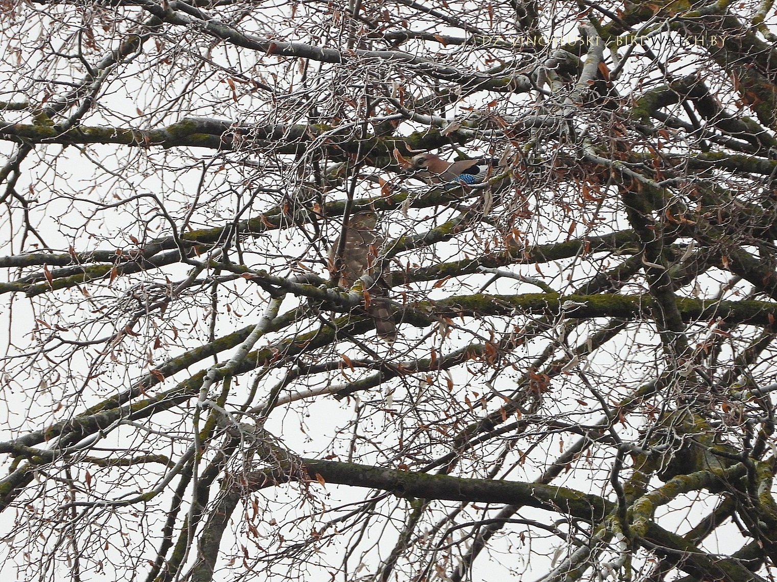 сойка  і шуляк-карагольчык