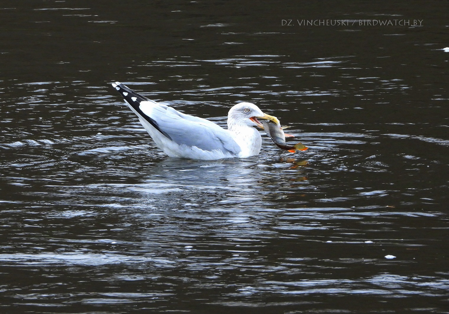 чайка-клыгун