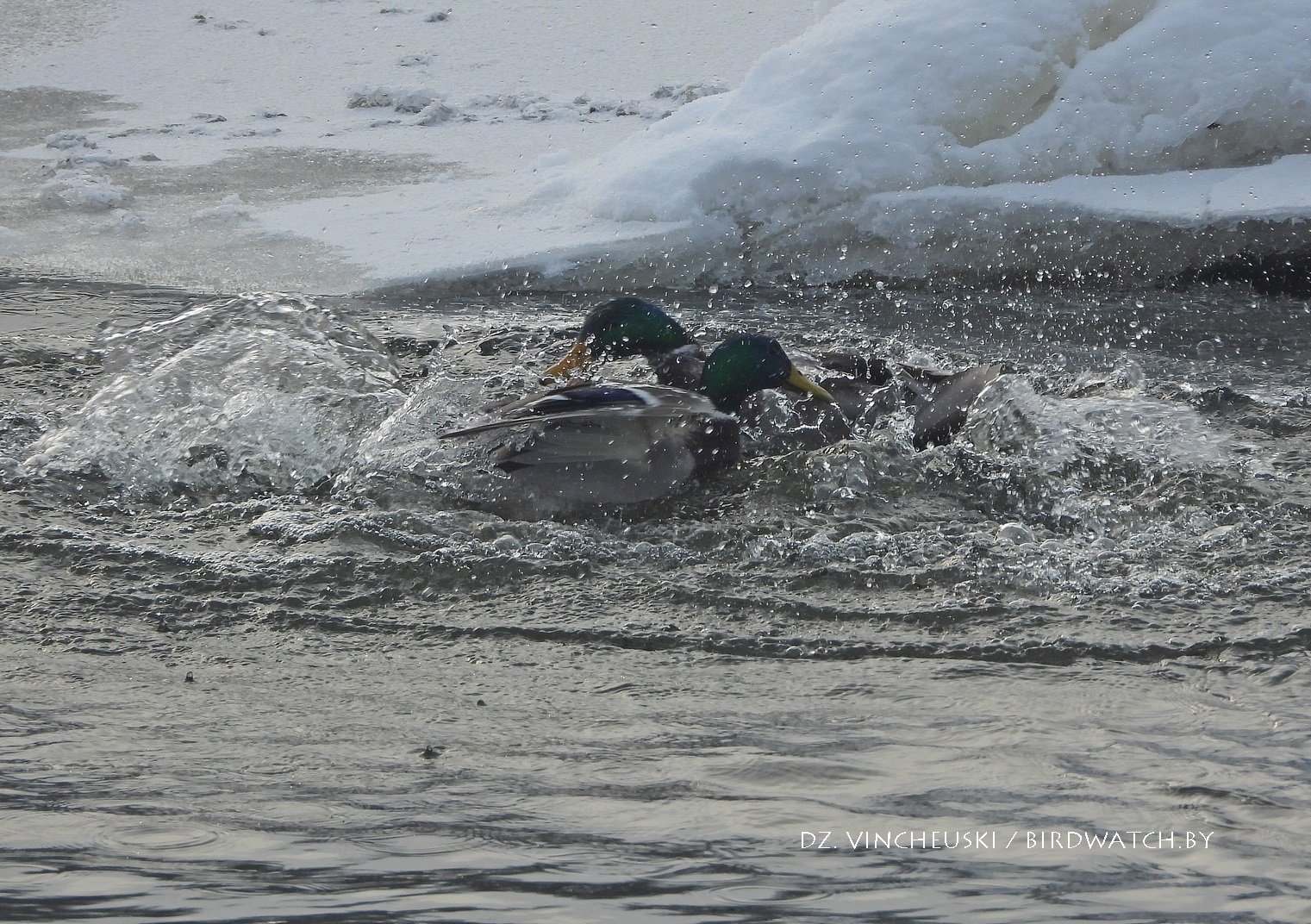 качка-крыжанка