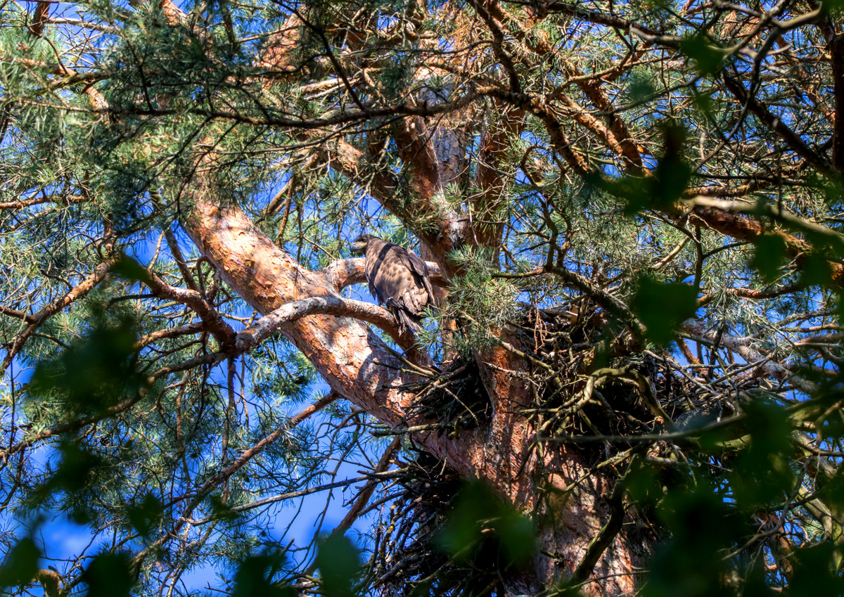 Молодой орлан-белохвост около гнезда.