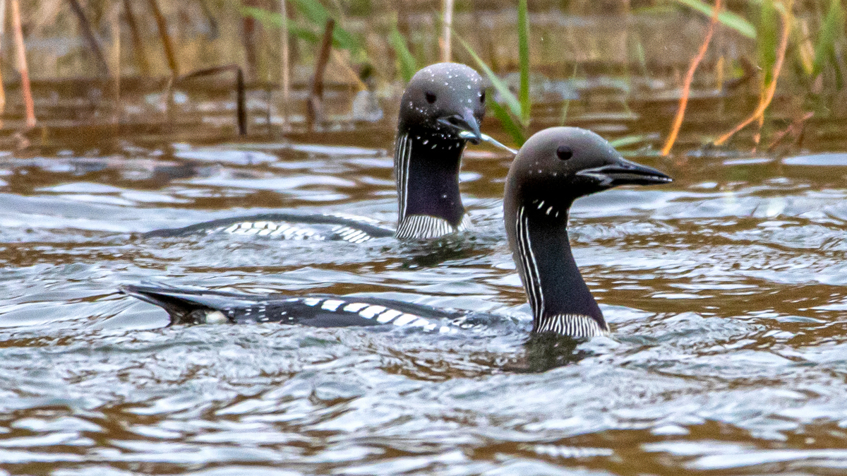 Чернозобые гагары.