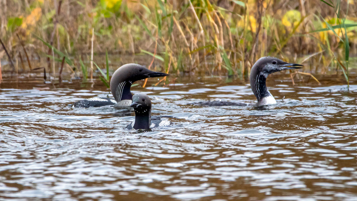 Чернозобые гагары.