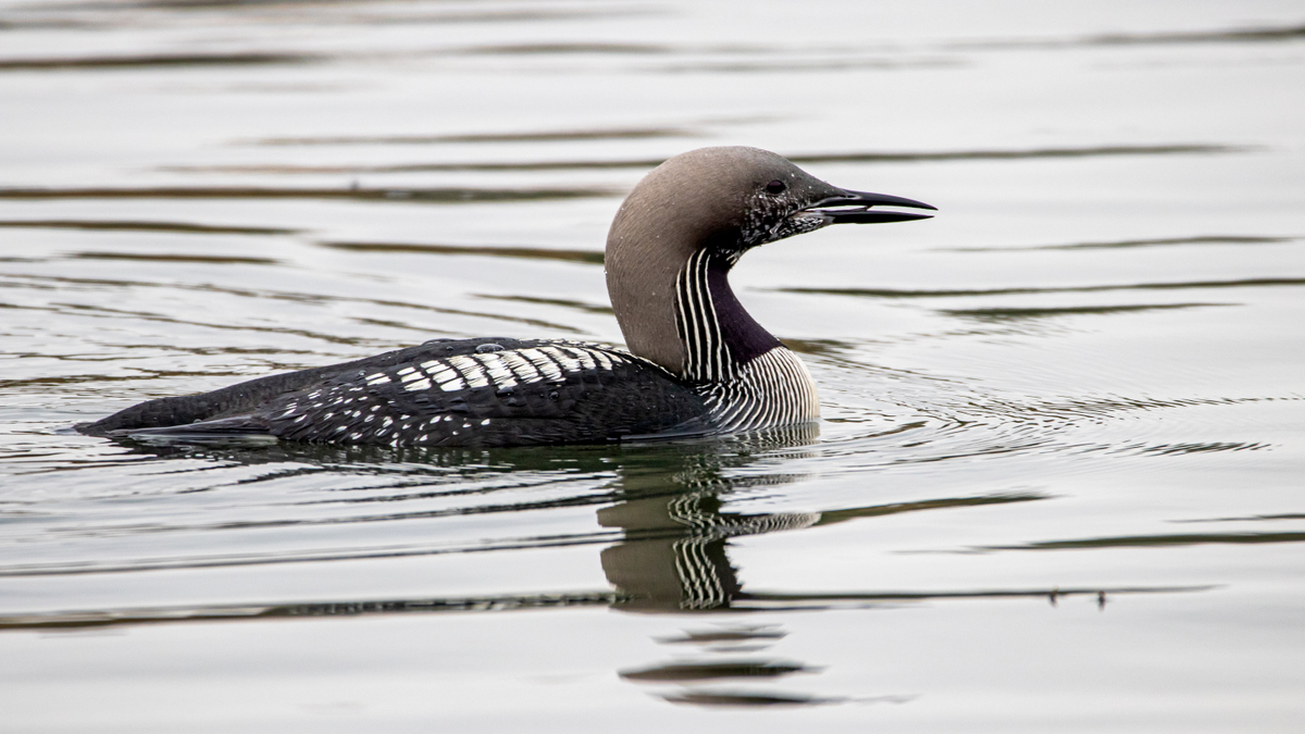 Чернозобая гагара.