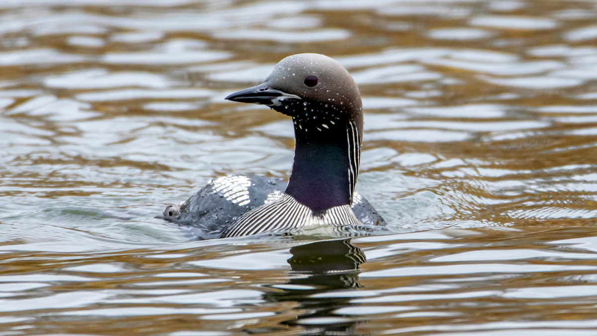 Чернозобая гагара.