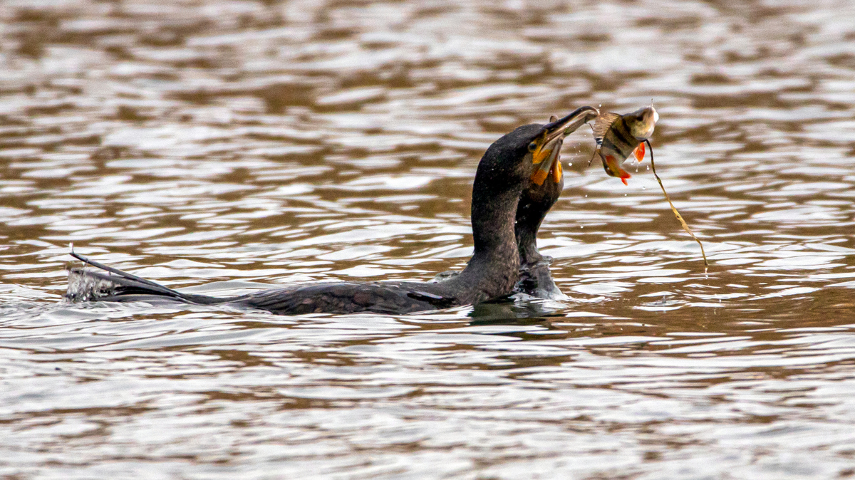 Большой баклан.