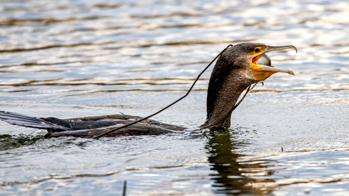 Большой баклан.