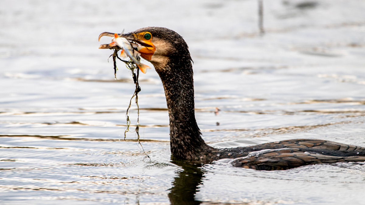 Большой баклан.