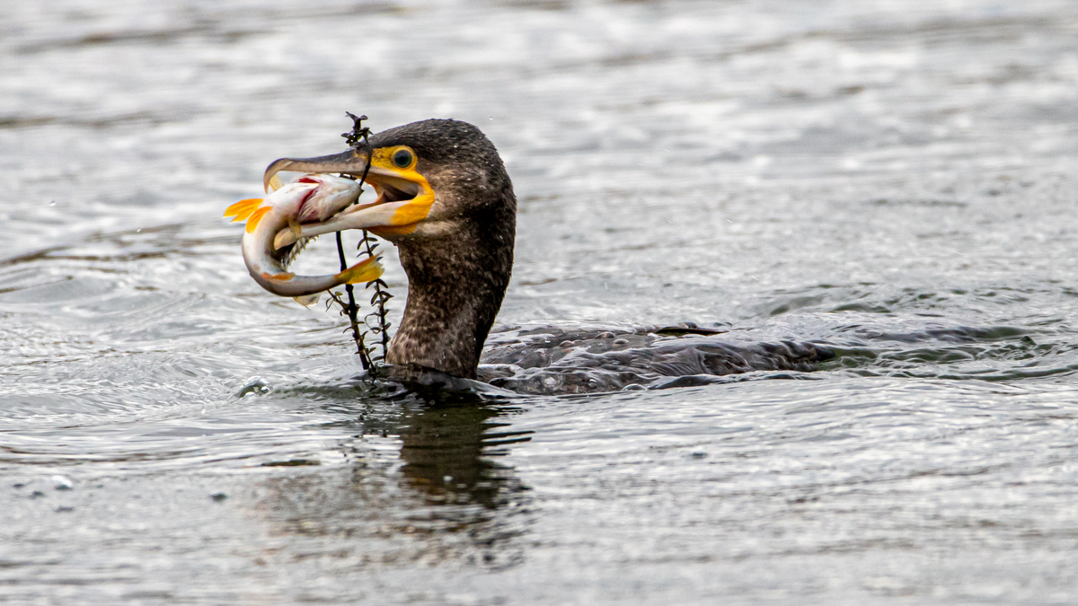 Большой баклан