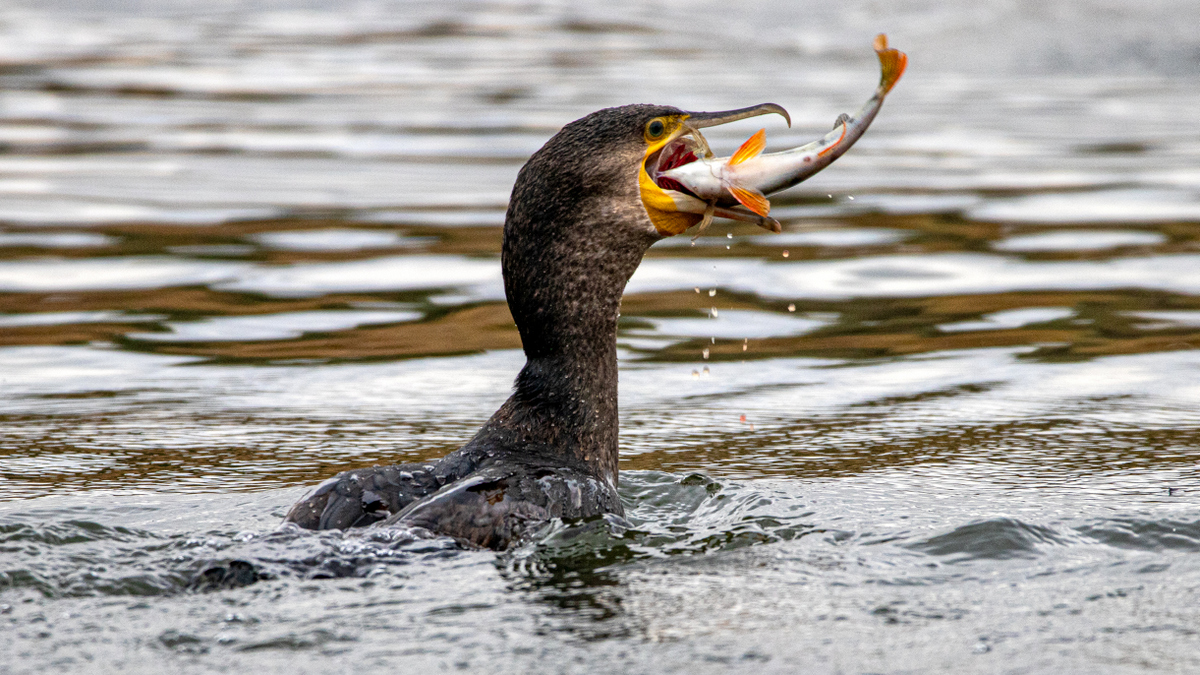 Большой баклан.