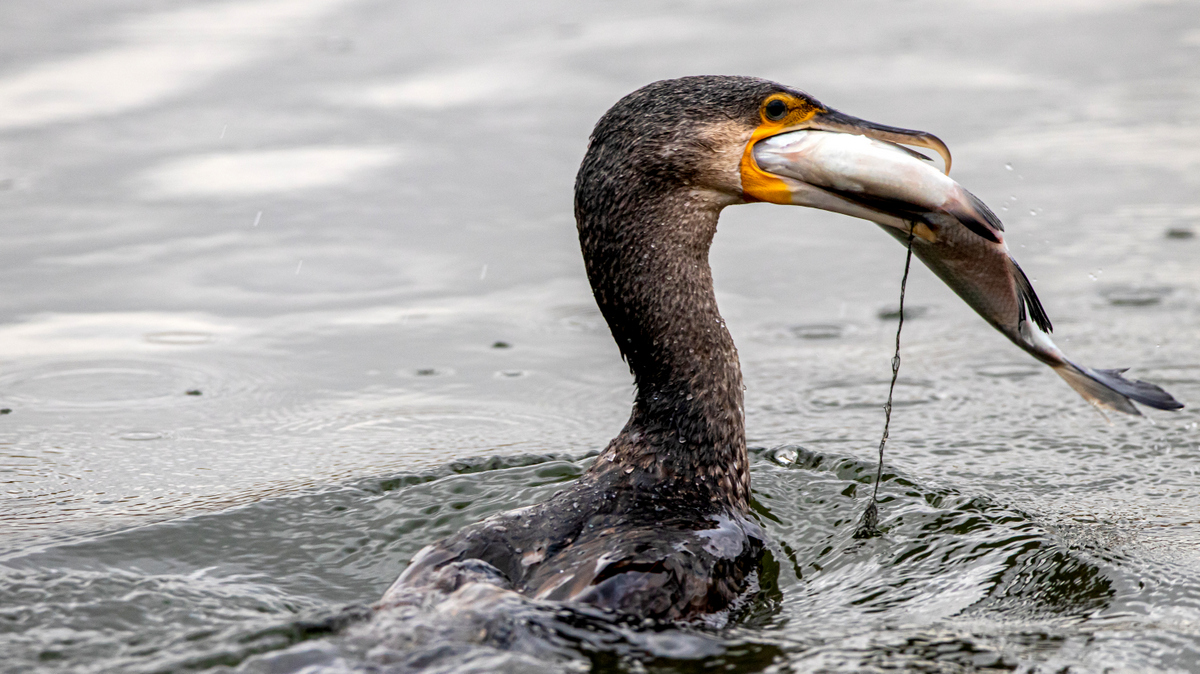 Большой баклан.