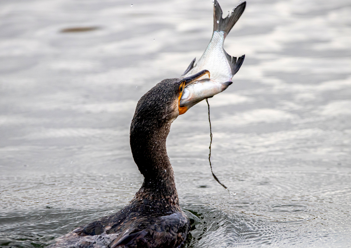 Большой баклан.