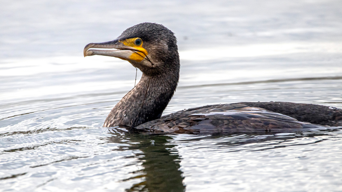 Большой баклан.