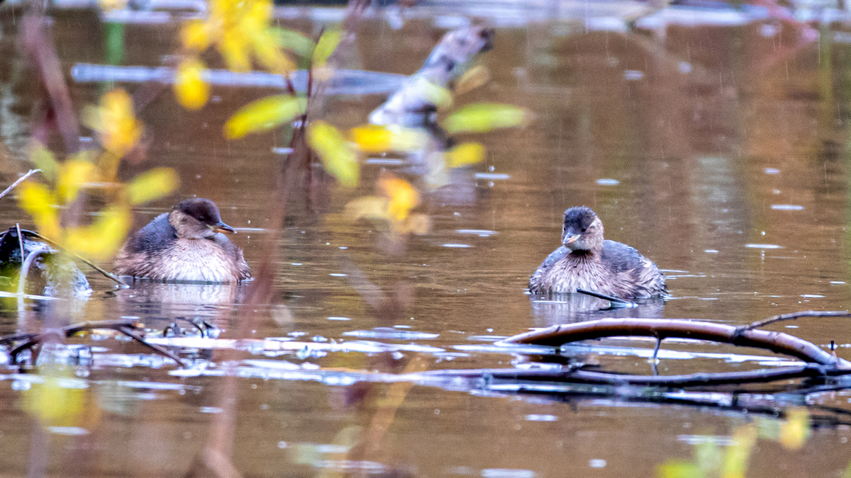 Малые поганки.