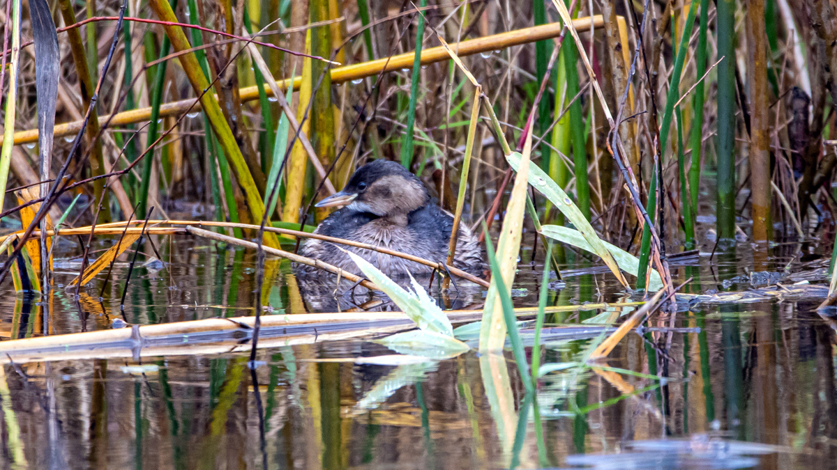 Малая поганка.