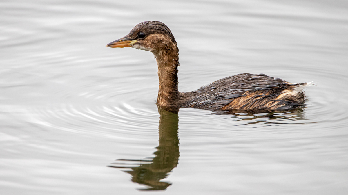 Малая поганка.