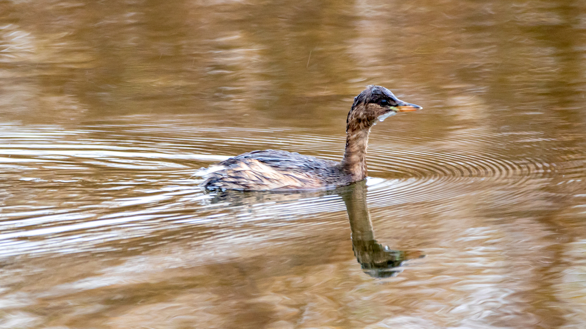 Малая поганка.