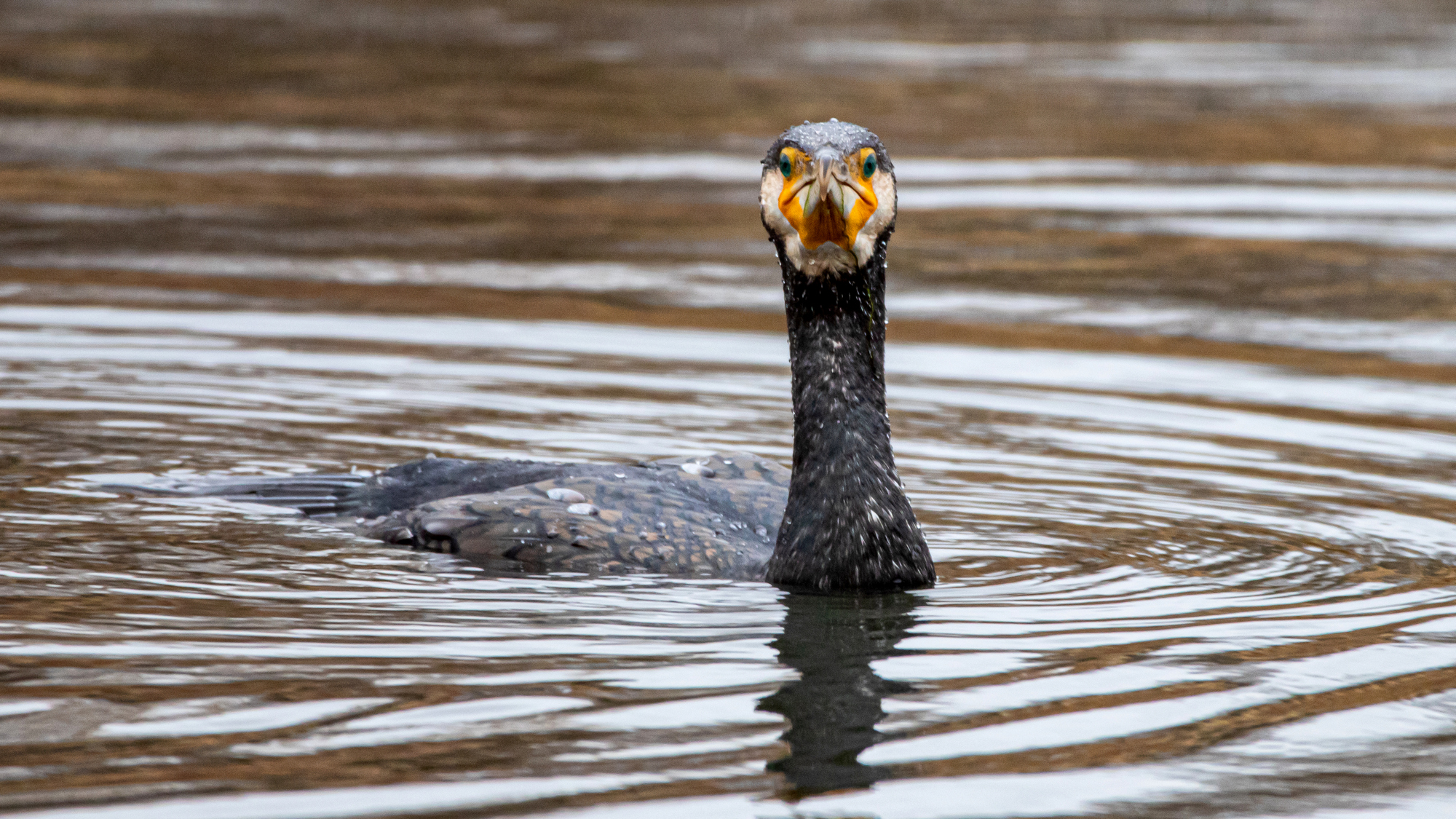 Большой баклан.