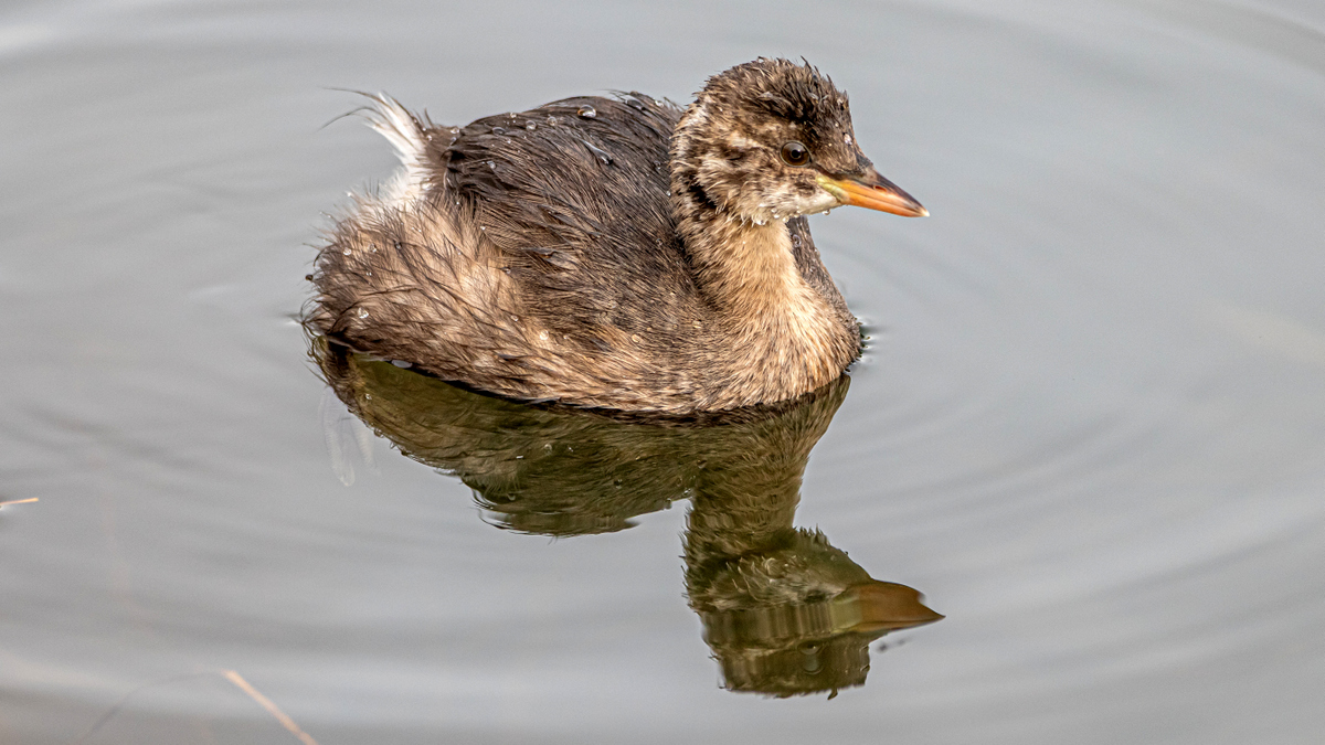 Малая поганка.