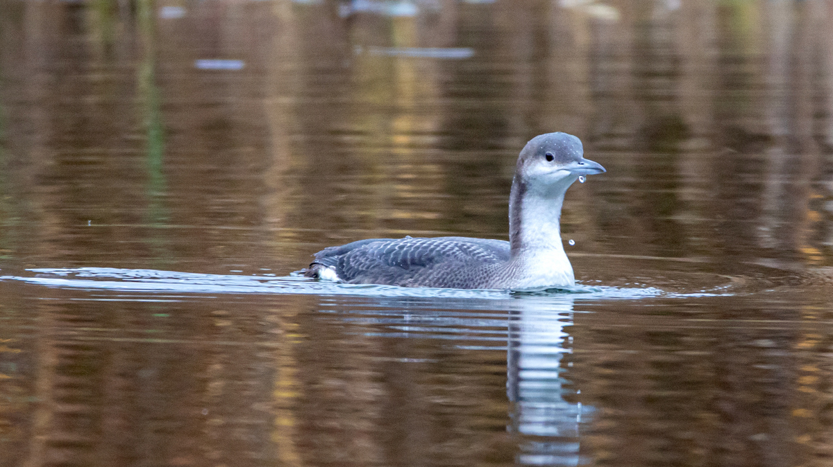 Чернозобая гагара.