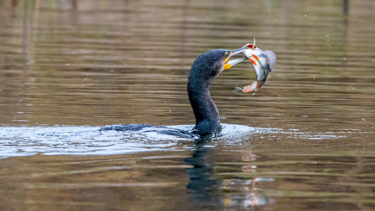 Большой баклан.