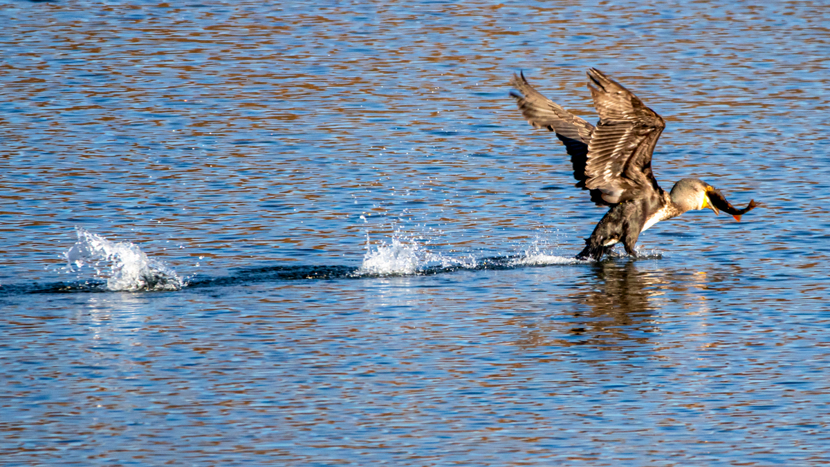Большой баклан.