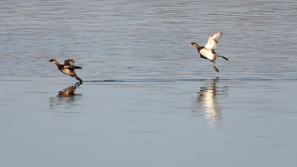 Малые поганки.