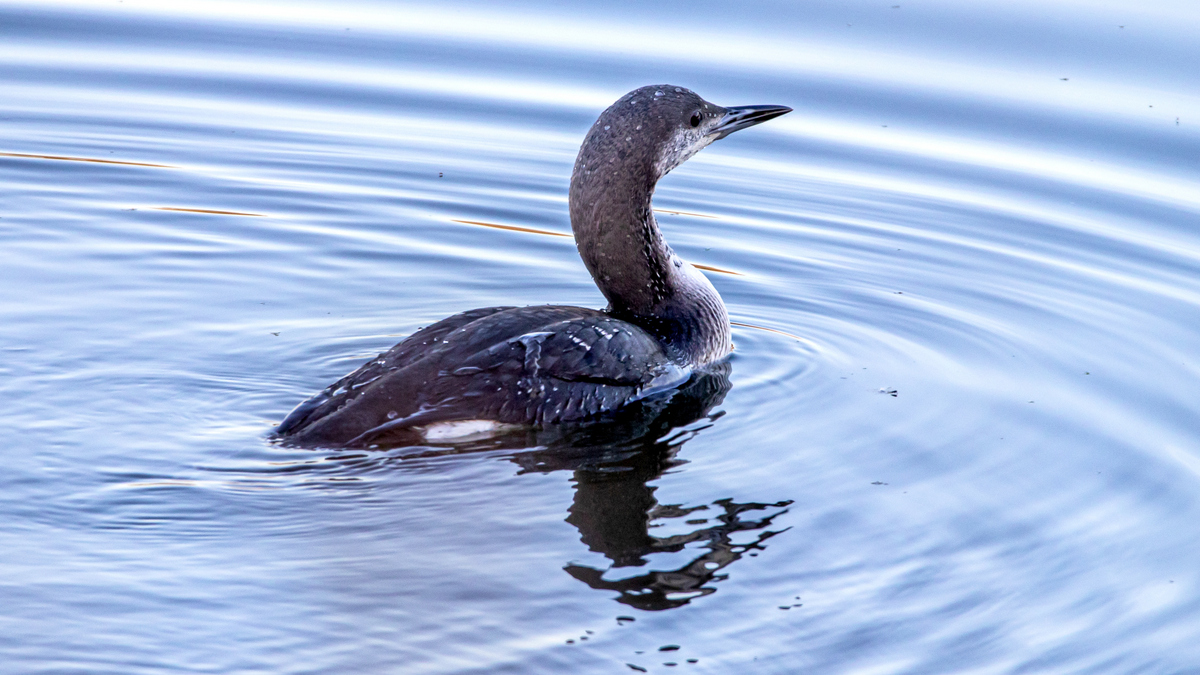 Чернозобая гагара.