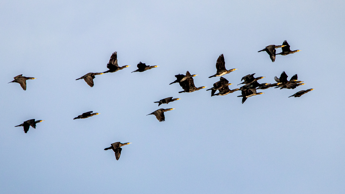 Большие бакланы.