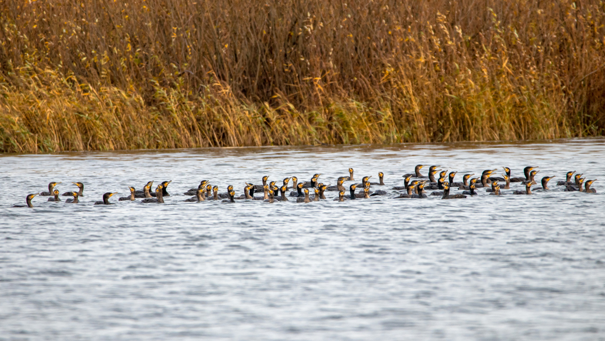 Большие бакланы.