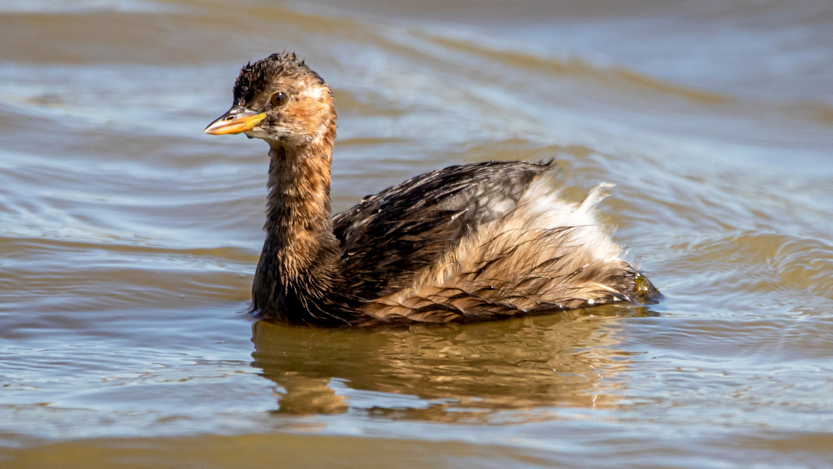 Малая поганка.