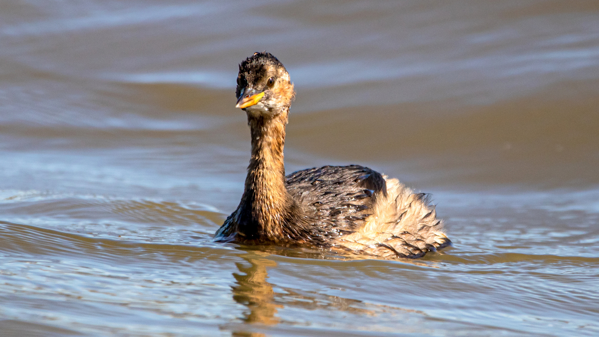 Малая поганка.