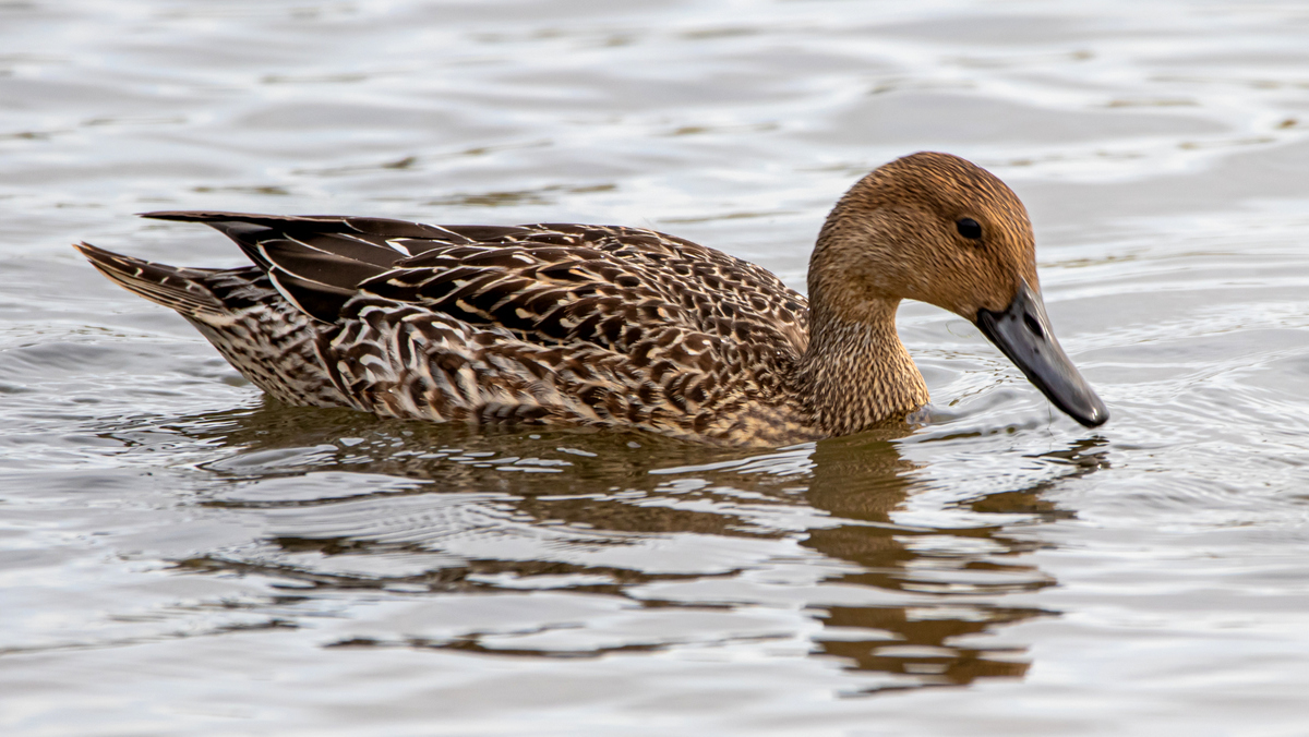 Шилохвость.